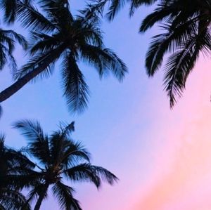 Meet your Posher, Palmtree Breeze!